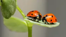 Two lady bugs on a green leaf 